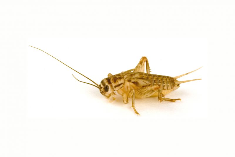 Cricket Removal Service